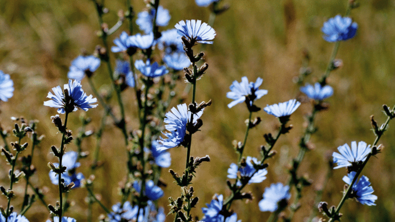 Chicory medicinal herb - natural pain relief and joint support plant