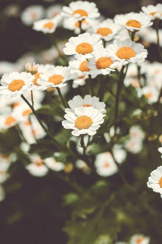 feverfew seeds feverfew seeds grown into flowers