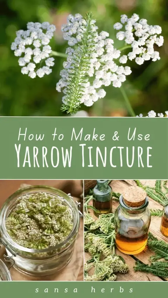 how to make yarrow tincture diy recipe pin