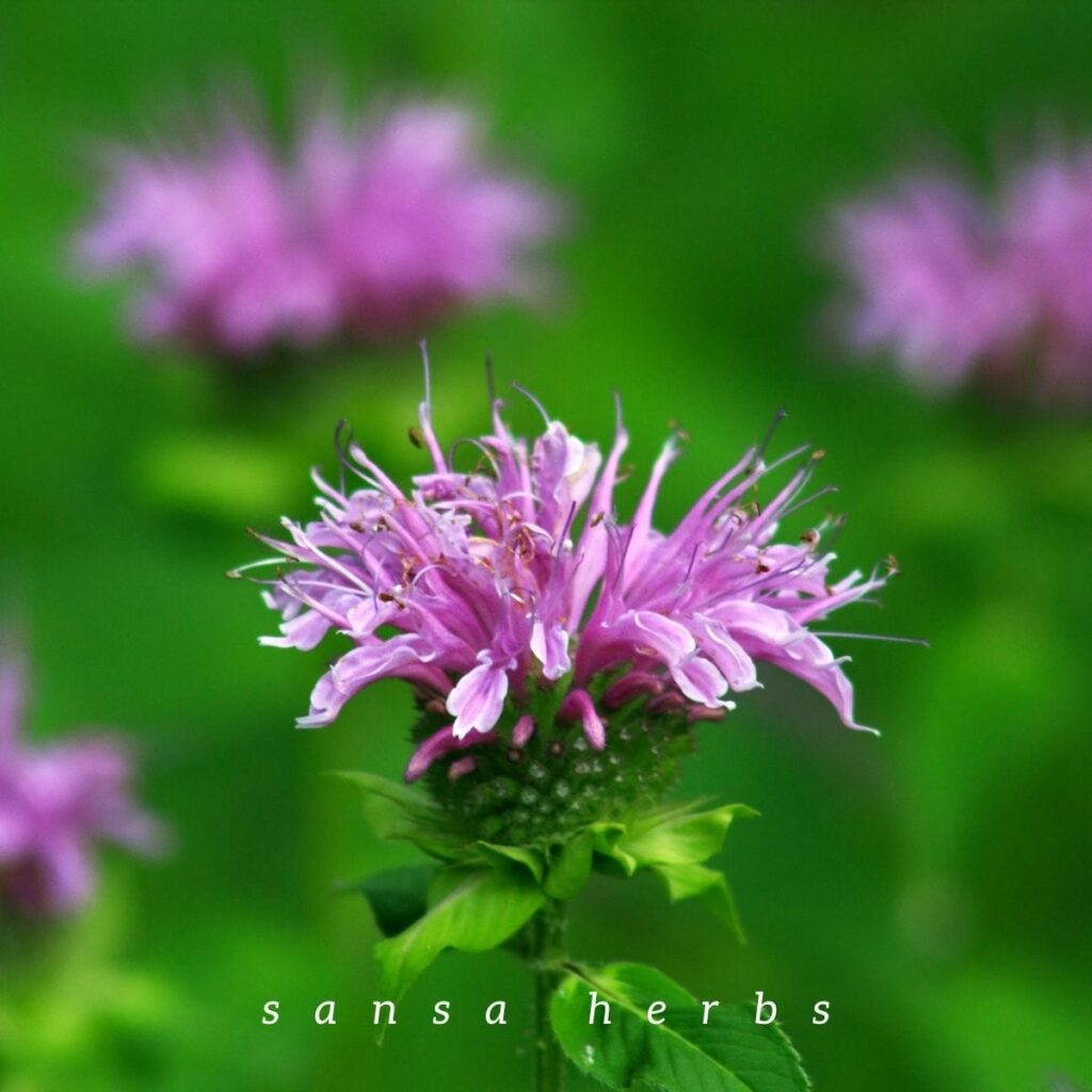 bee-balm