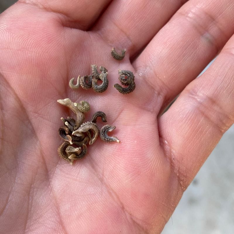 calendula-seeds close up of calendula seeds in a palm
