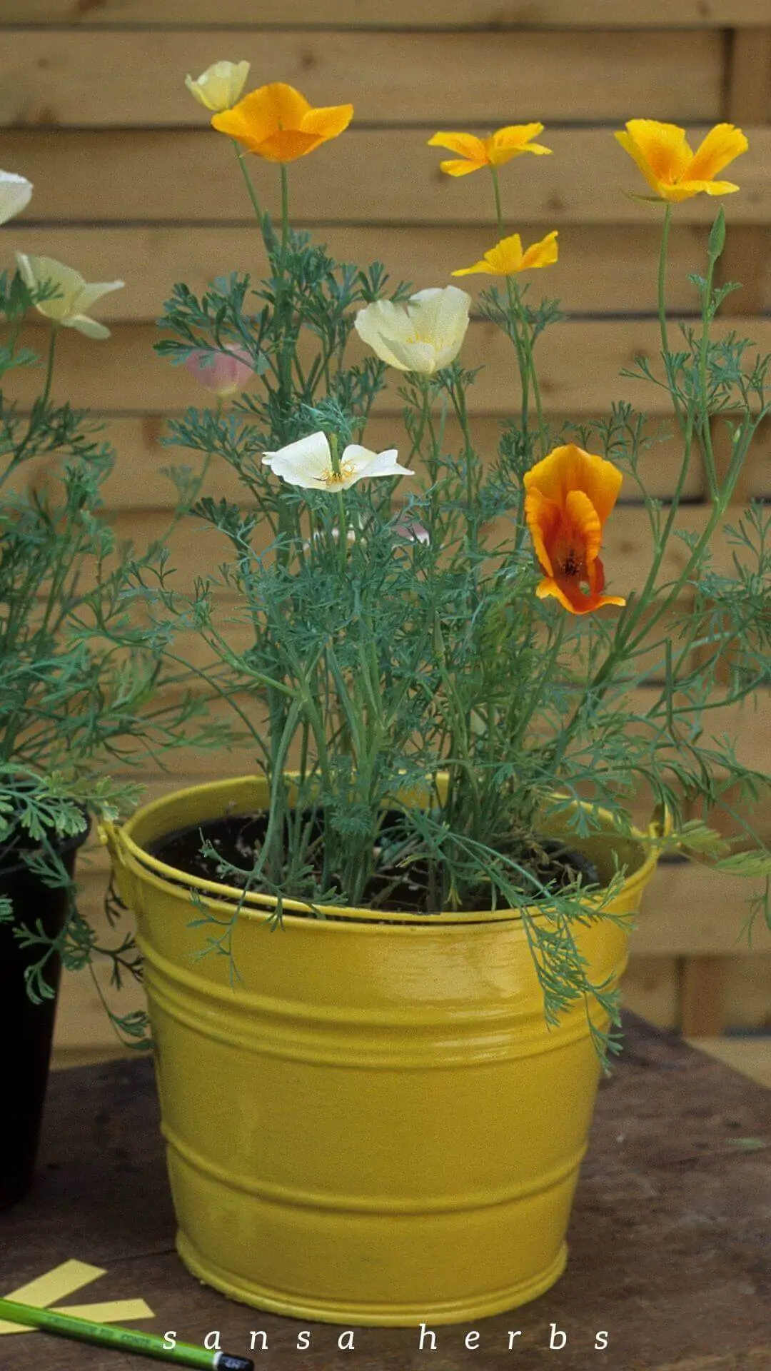 california-poppy-in-a-pot california poppies growing in a pot
