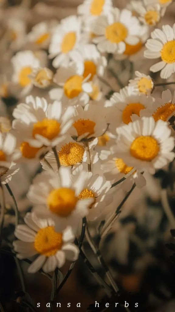 chamomile-flowers medicinal chamomile flowers