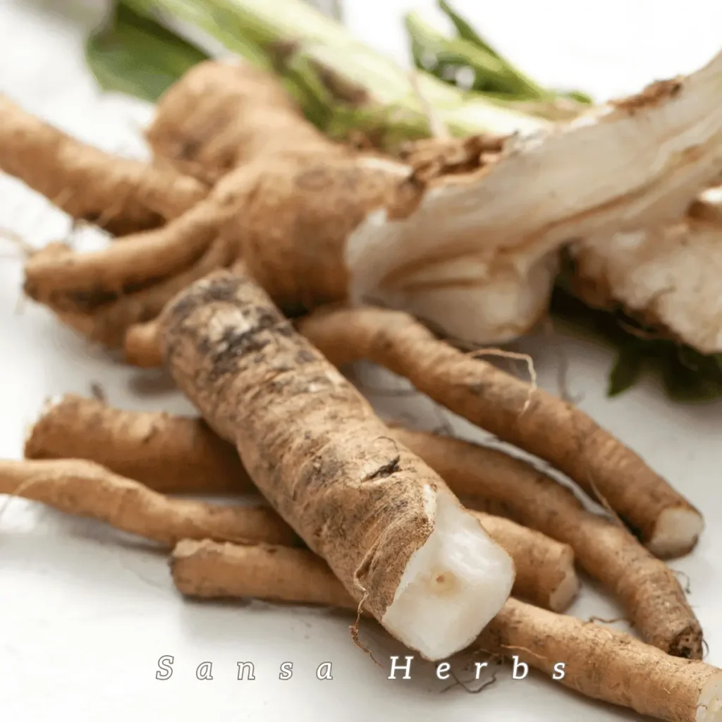 chicory root harvested