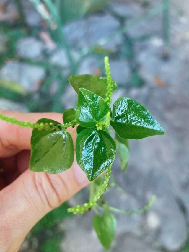 peperomia pellucida
