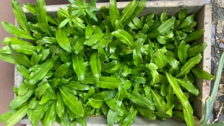how to grow culantro in containers