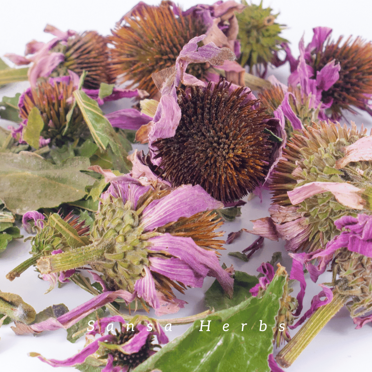harvesting echinacea