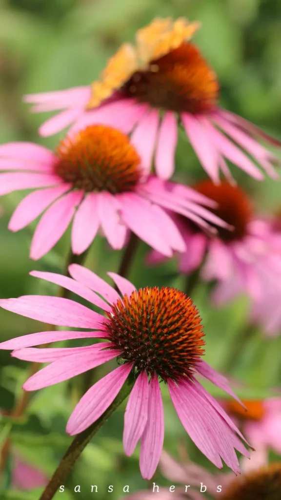 echinacea flowers