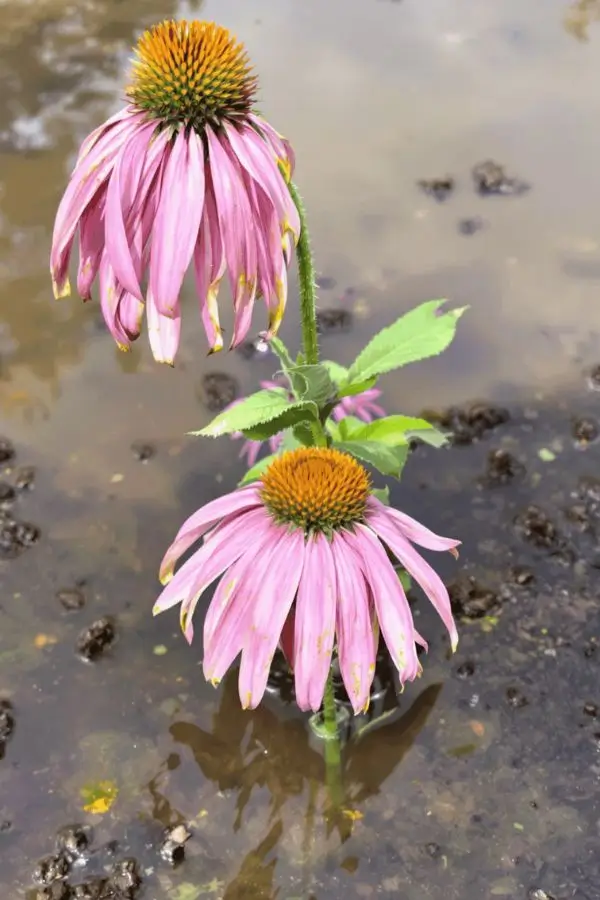 echinacea growing problems