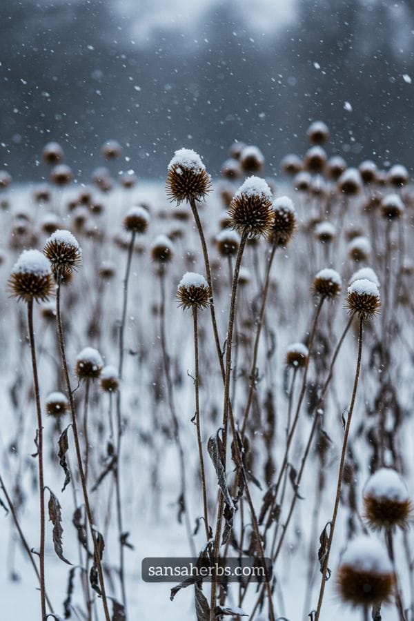winterizing echinacea plants