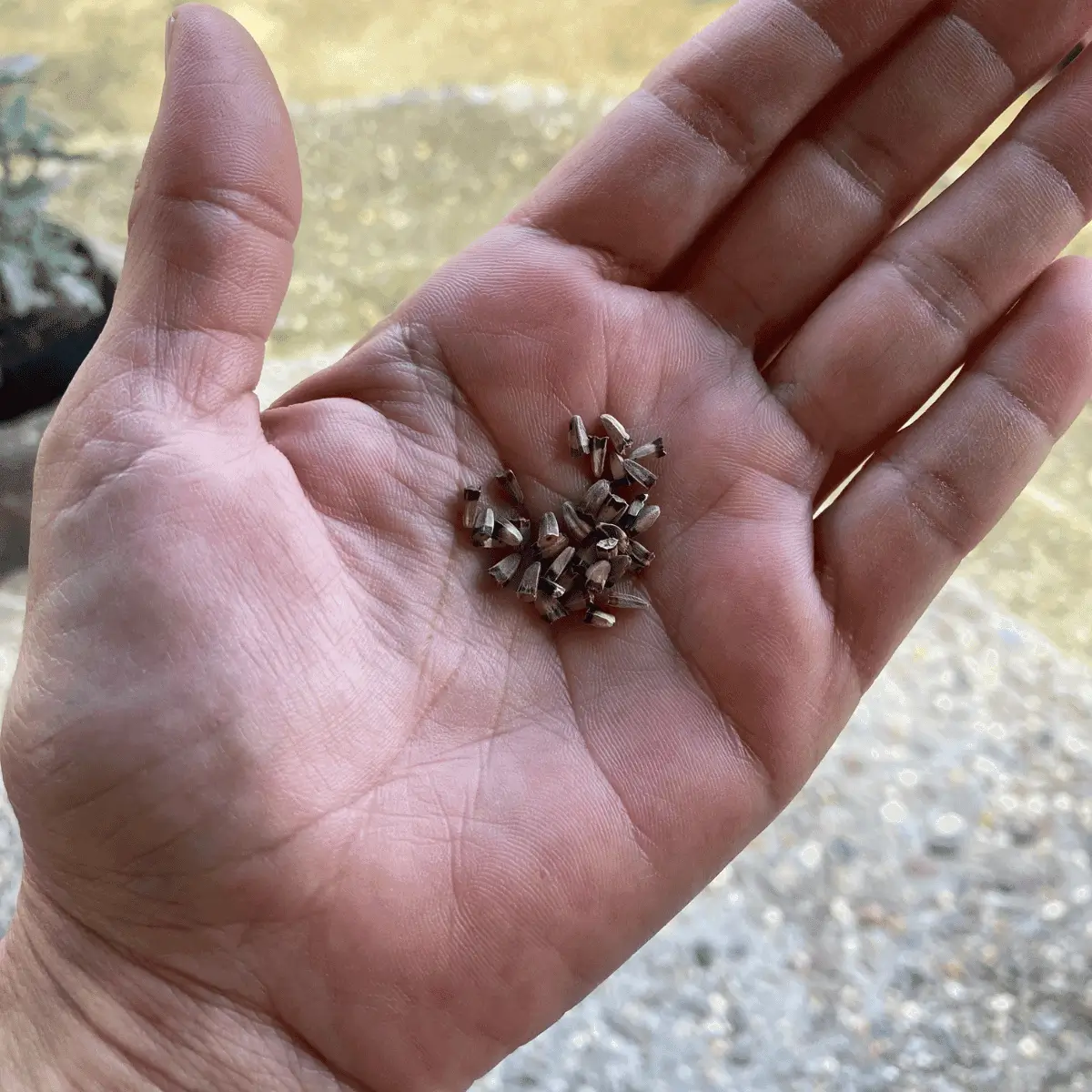 a hand holding a pile of echinacea seeds