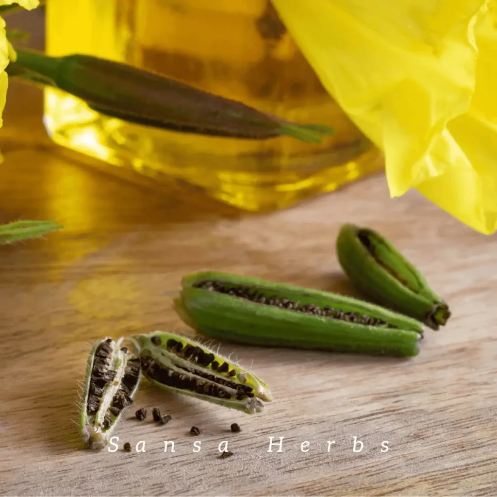 evening primrose seed pods and seeds