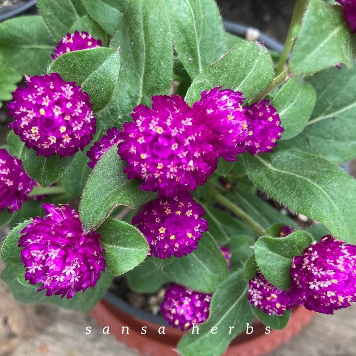 globe amaranth
