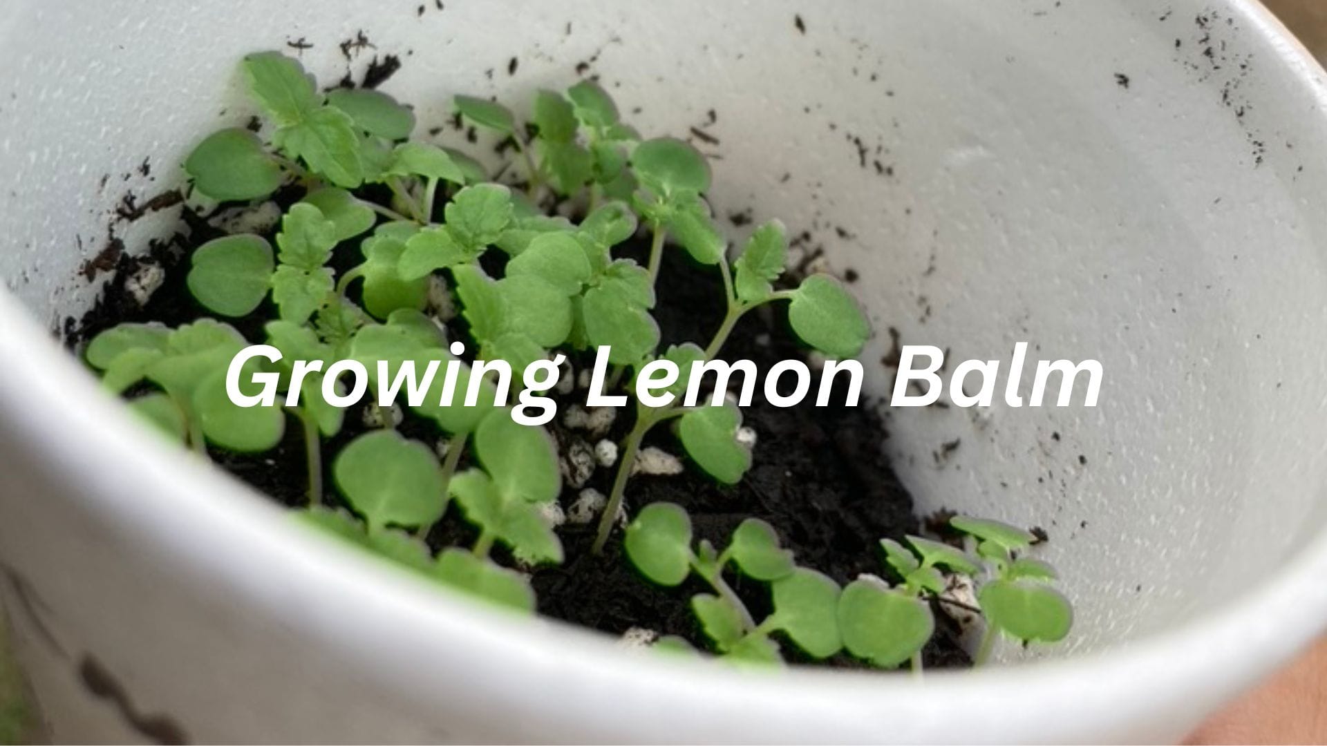 How to Grow Lemon Balm from Seed: A Beginner’s Guide for Your Garden