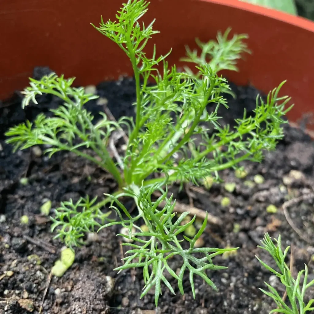 chamomile seedling grown from seed