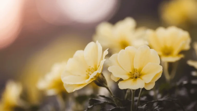 growing evening primrose from seed closeup of flowers