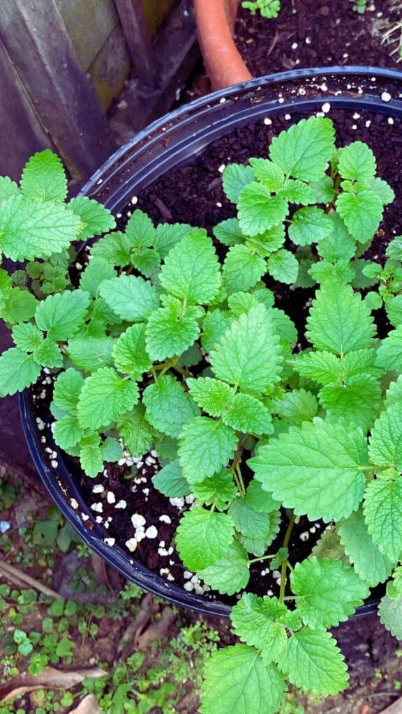 lemon balm plant in a pot