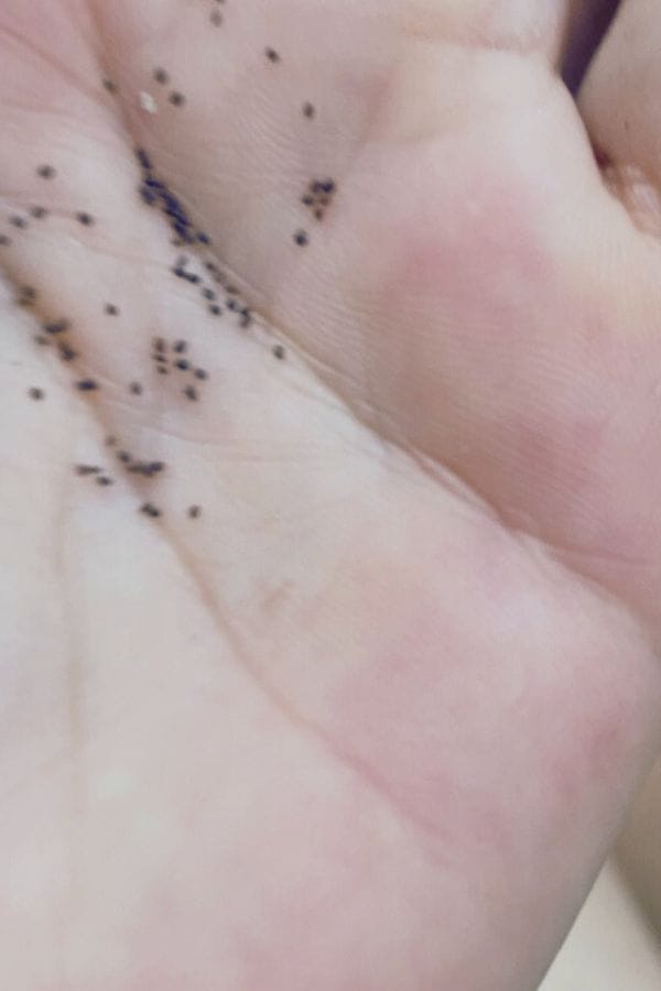 tiny lemon balm seeds 