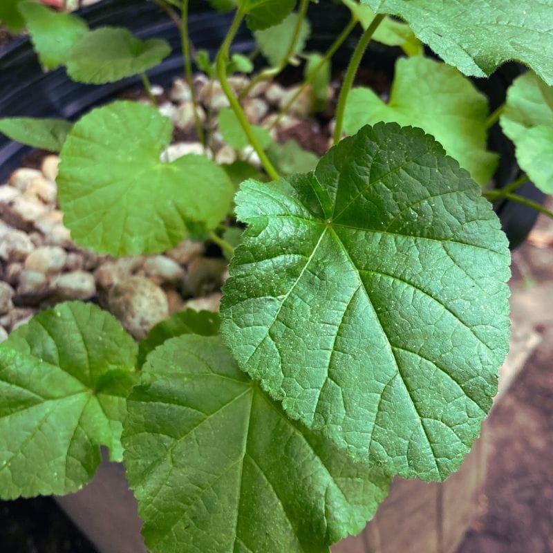 marshmallow-plant close up of marshmallow plant growing in a pot