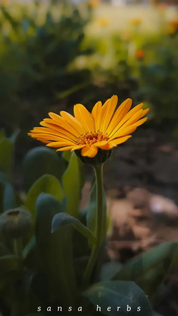 medicinal calendula flower