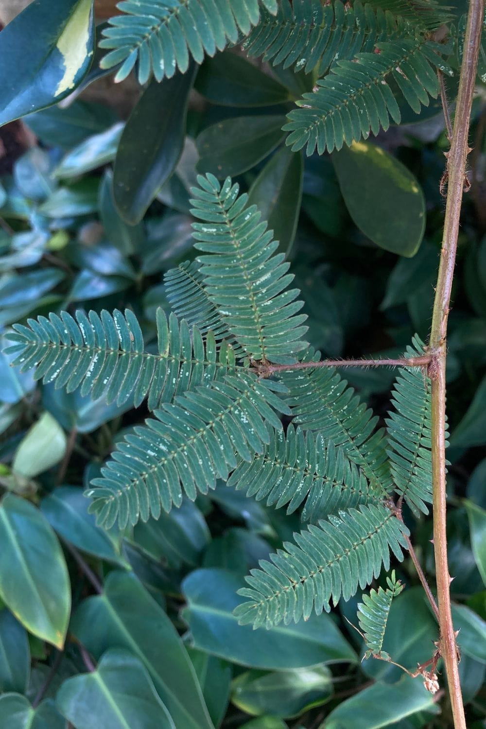 mimosa-pudica-parasite-cleanse mimosa pudica parasite cleanse closeup of leaves