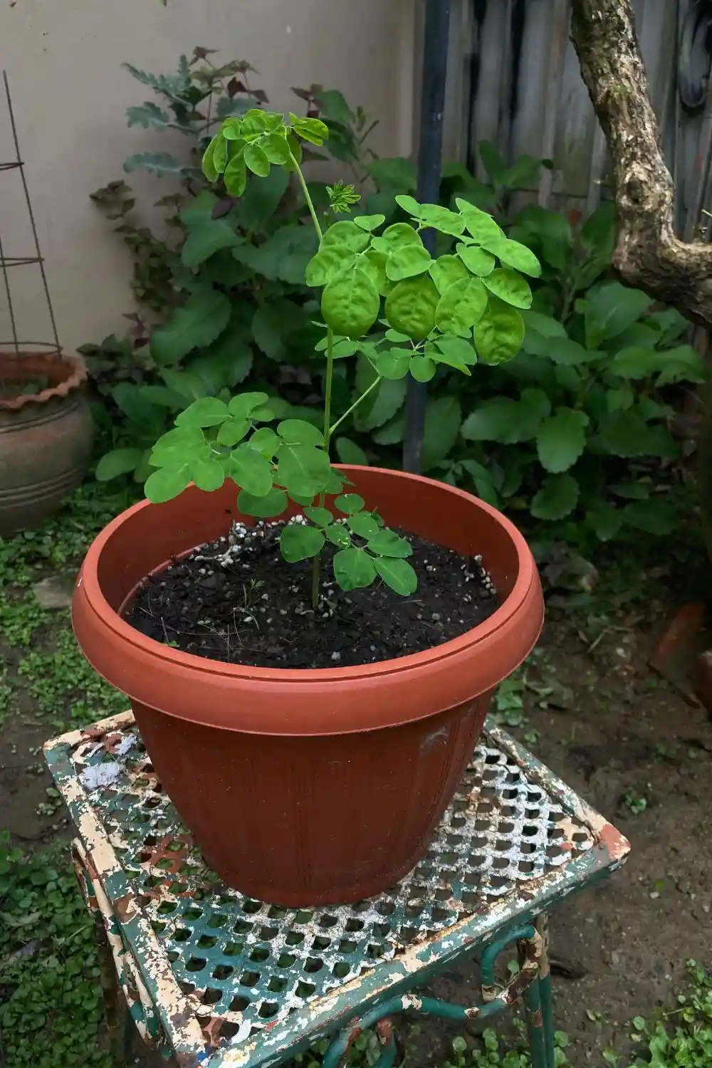 moringa-growing-in-pot-trinidad Young moringa tree growing in a container in Trinidad