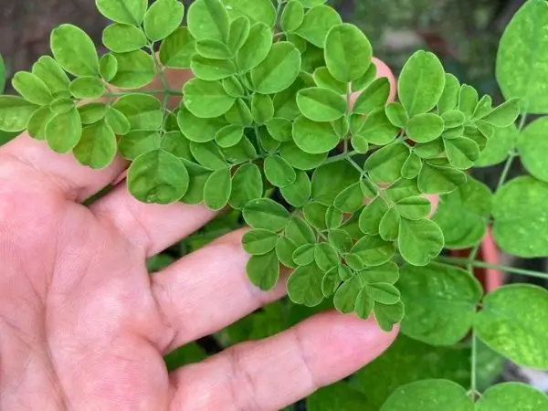 close up of young fresh moringa leaves growing in a home garden