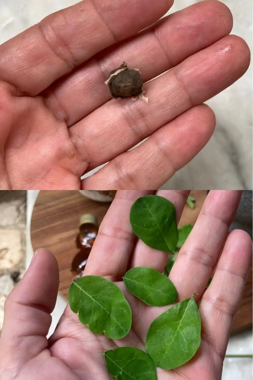 moringa seeds and leaves Moringa seeds and fresh moringa leaves from plants I grow in Trinidad