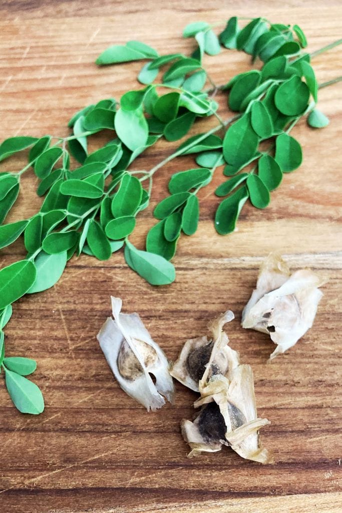 moringa-seeds-leaves moringa seeds vs leaves benefits image of both
