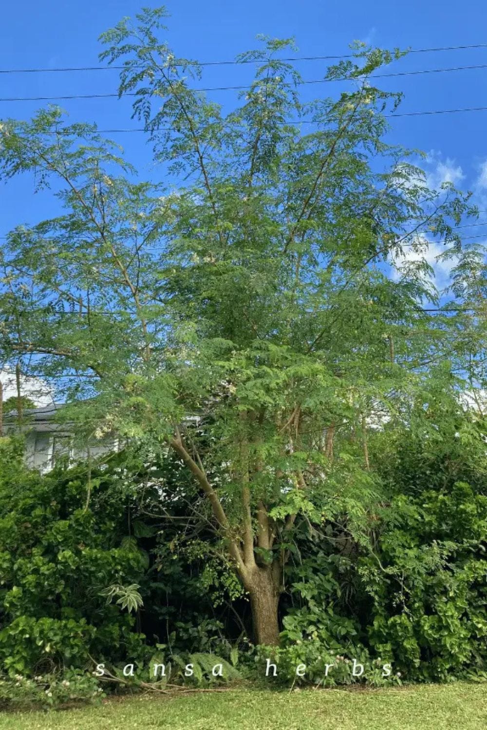 moringa-tree-in-trinidad Mature moringa tree growing in my backyard in Trinidad