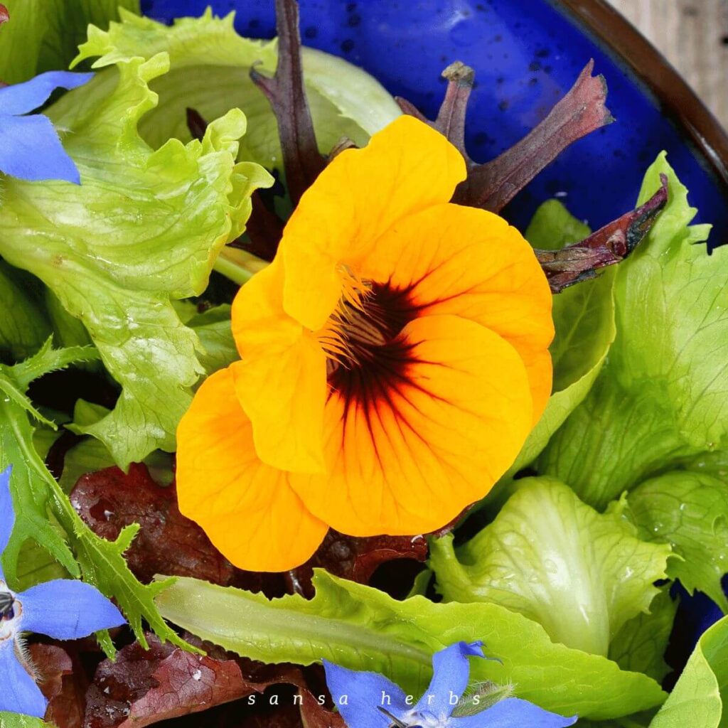 nasturtiums