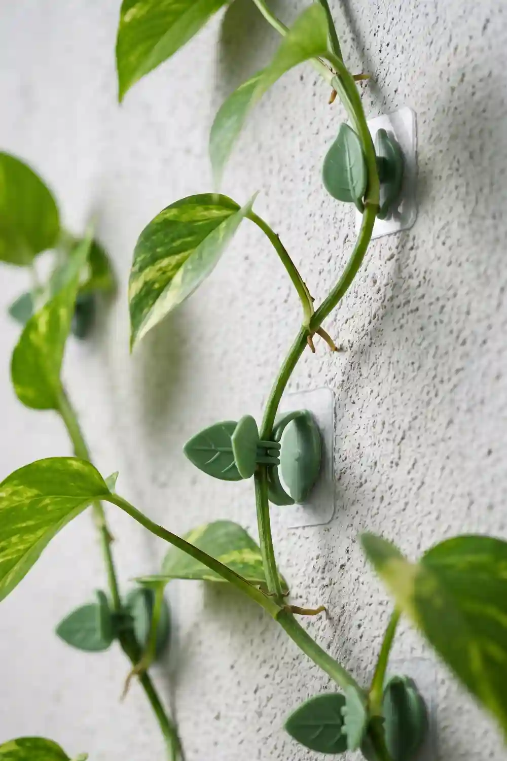 pothos-climbing pothos climbing
