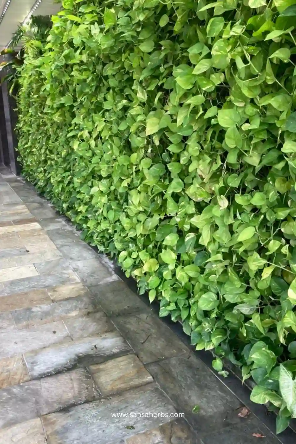 pothos-wall (1) image of a pothos wall