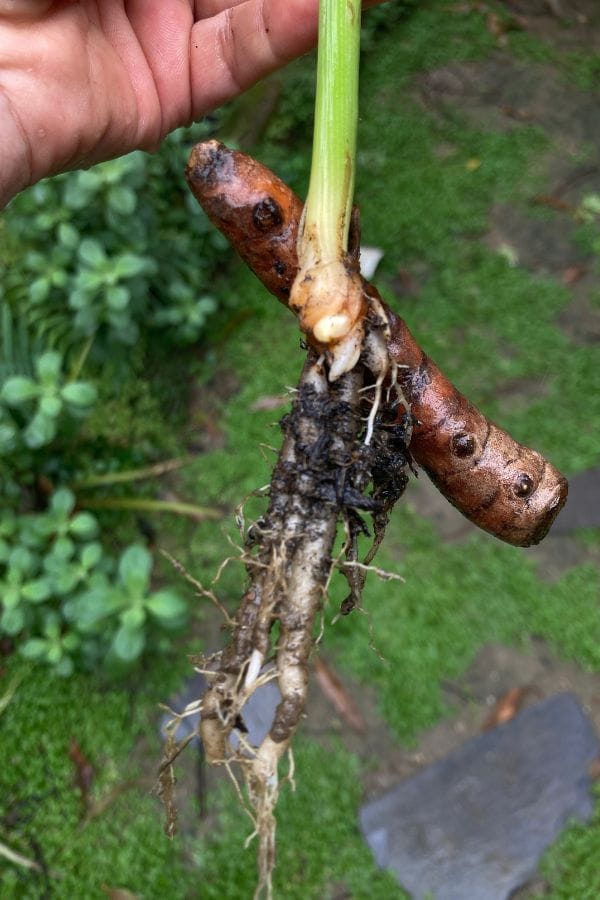 Sprouting turmeric rhizome with roots and stem, freshly harvested from a container garden