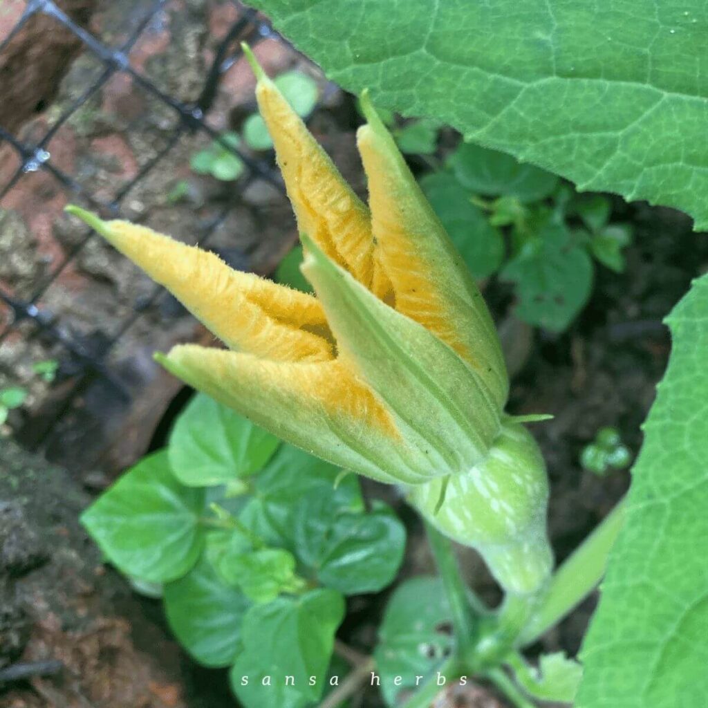 squash blossom