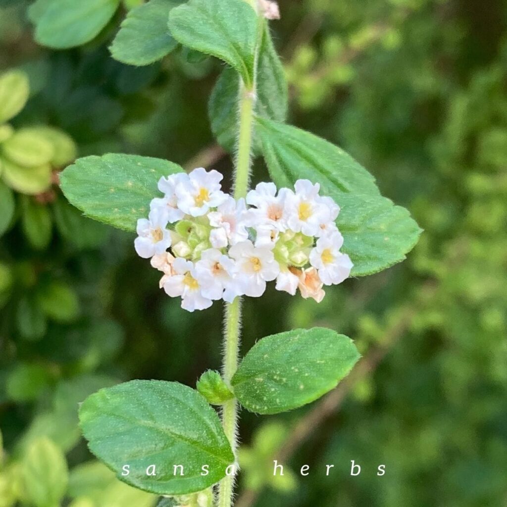 thyme flowers
