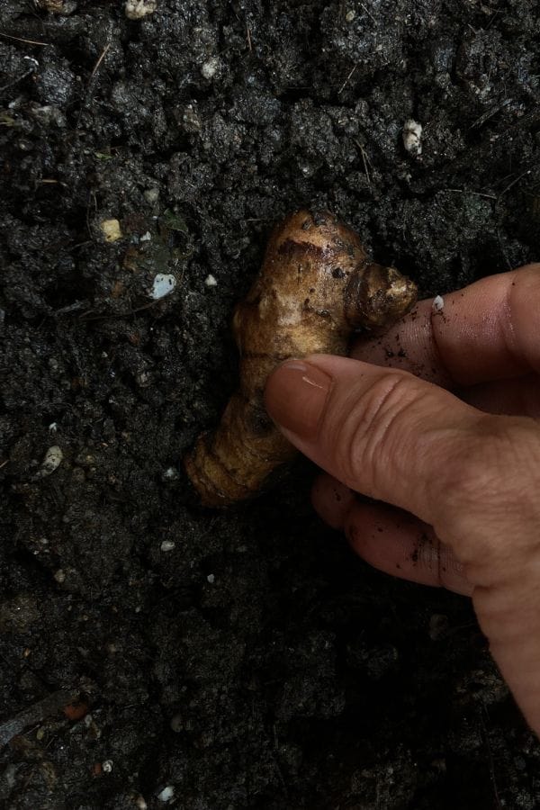 turmeric rhizome being planted